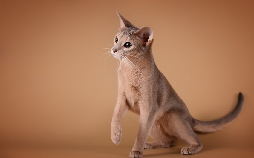 Британская короткошерстная кошка - особенности породы, фото