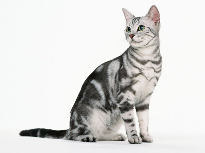 Американская кошка описание породы фото