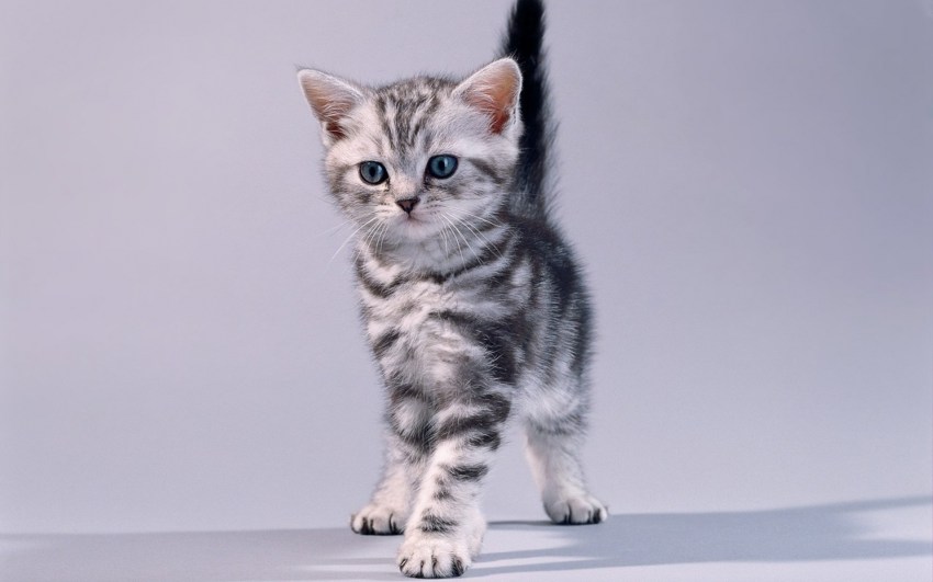 Кошки породы фото американская короткошерстная фото