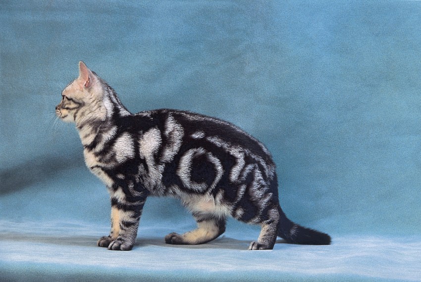 Кошки породы фото американская короткошерстная фото