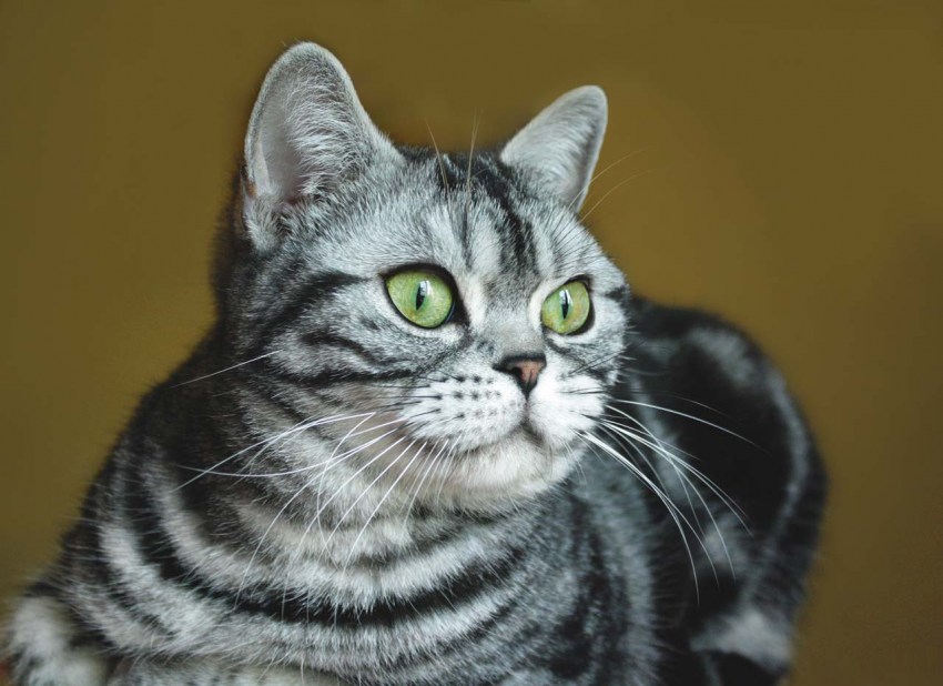 Американская кошка описание породы фото