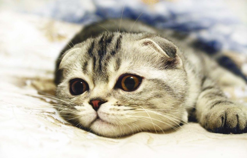 Фото кошек породы американская короткошерстная фото