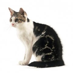 Американская короткошерстная кошка окрасы