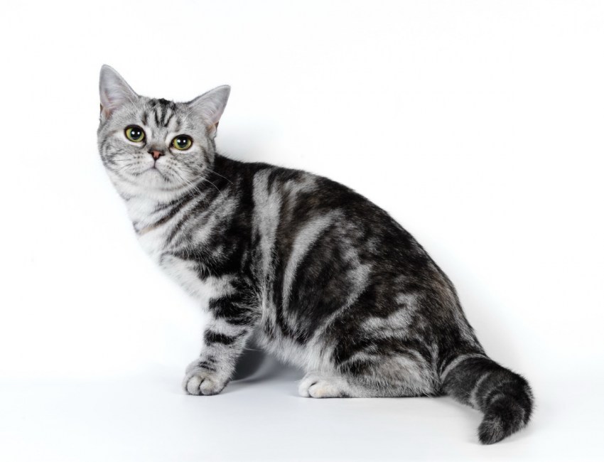 Американская порода кошек короткошерстная фото