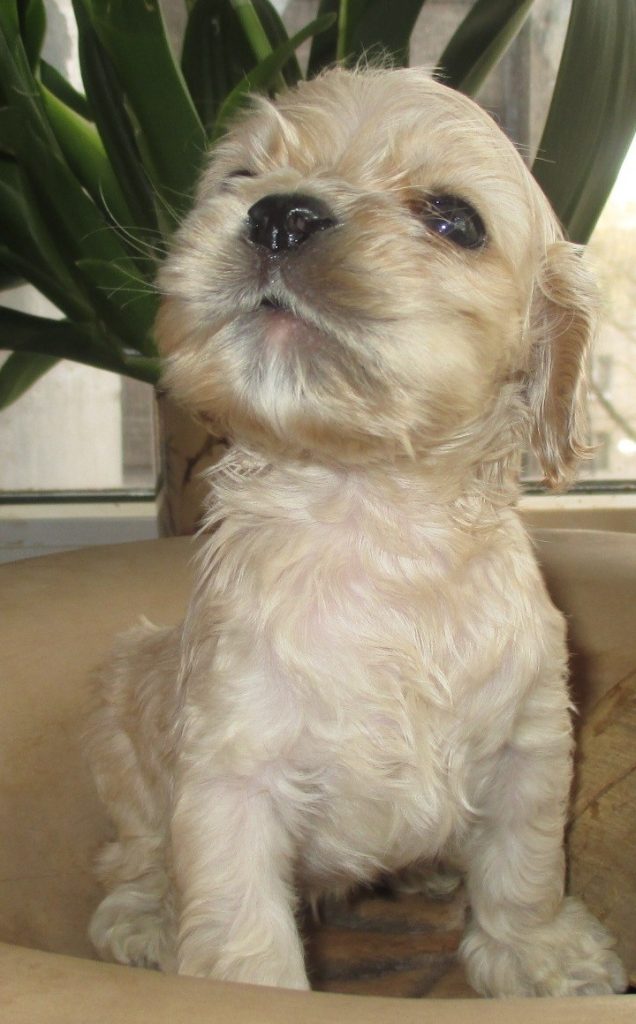 Американский кокер-спаниель | Описание, характер, дрессура и правила ...