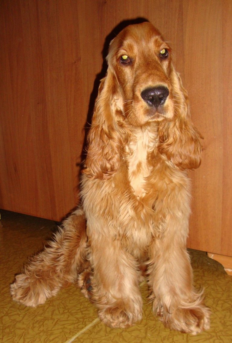 английский кокер спаниель мальчик. английский кокер спаниель мальчик. кокер спаниель английский пепельный. кокер спаниель персиковый. спаниель кокер спаниель.