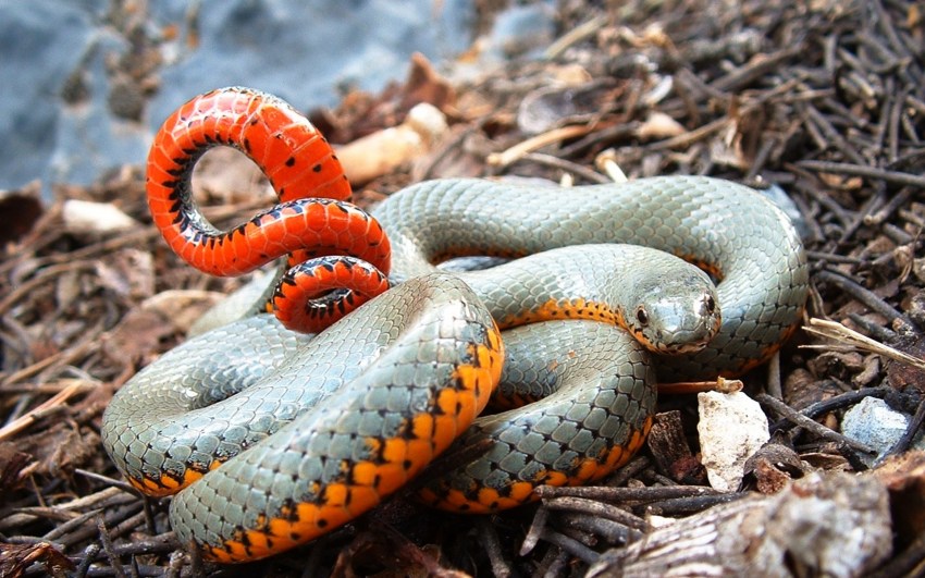 Черно-белый крайт: найден новый вид смертоносных змей