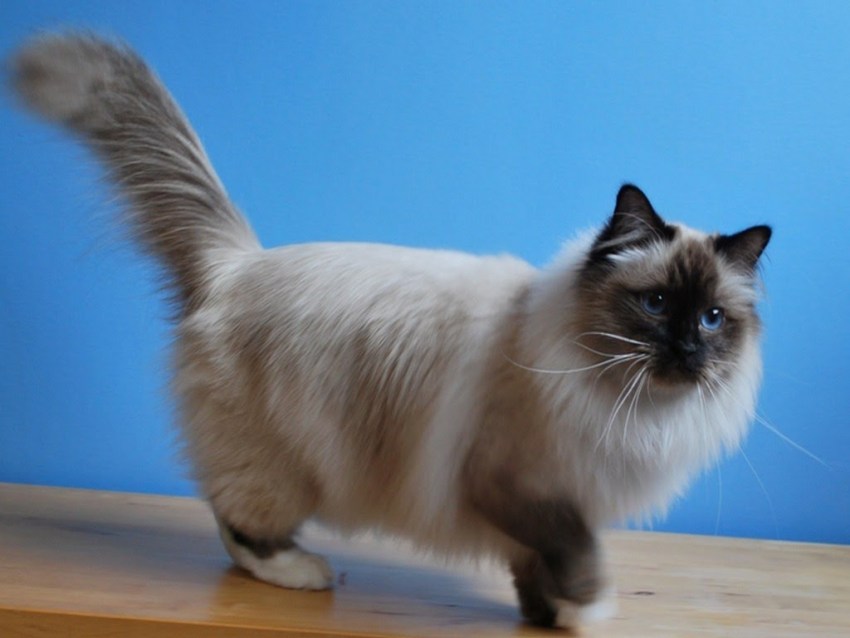 рэгдолл кошка характеристика породы