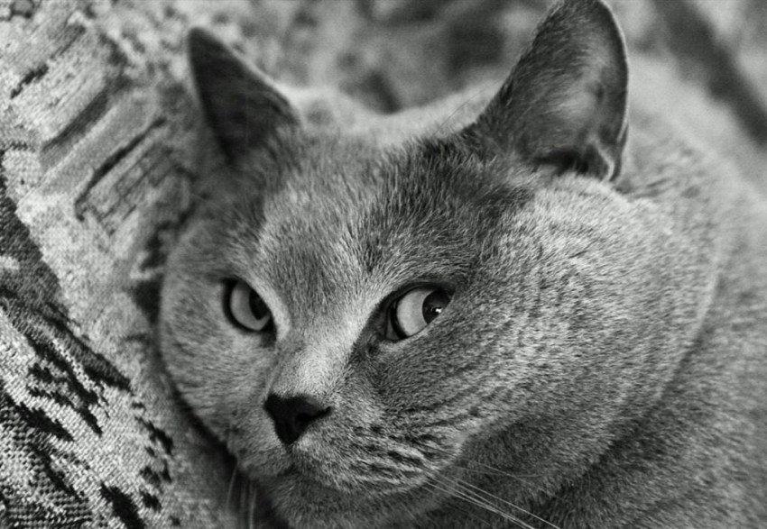 Фотографии кошек британской породы фото