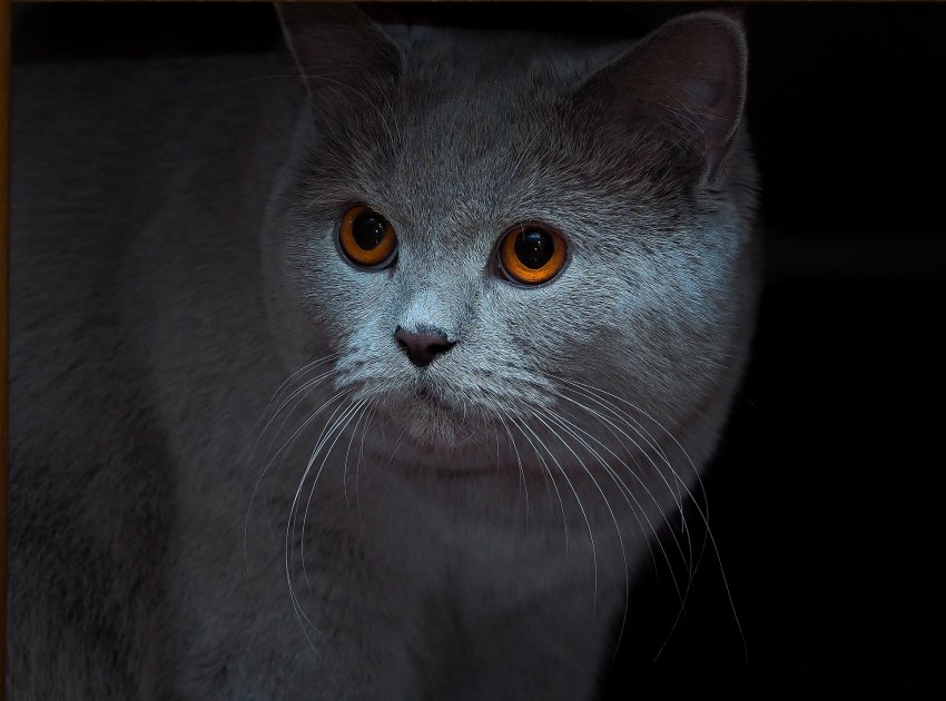 Фото пород кошек британской короткошерстной thumbnail