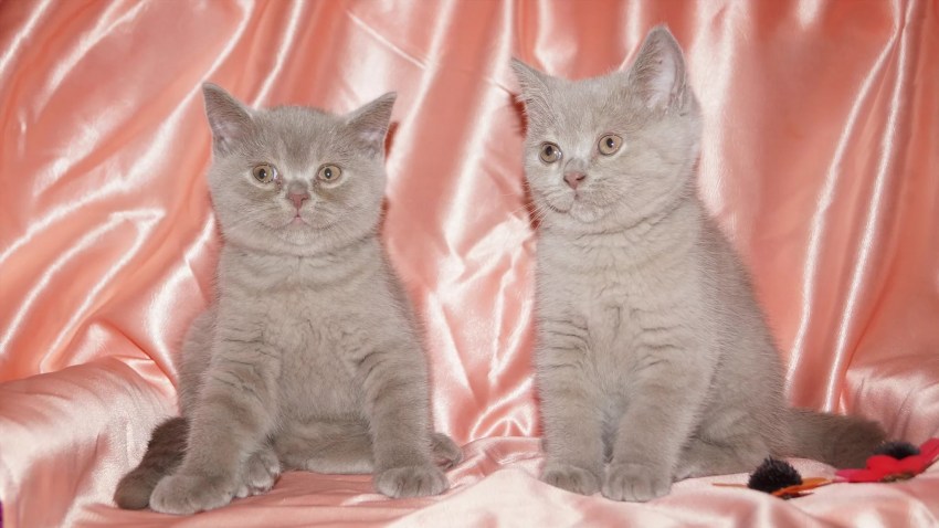 Картинки пород кошек британская