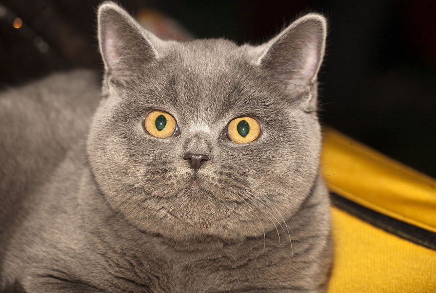 Фотографии кошек британской породы фото