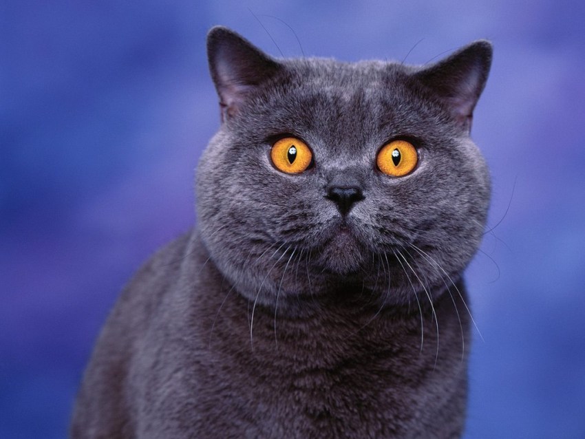 Картинки пород кошек британская