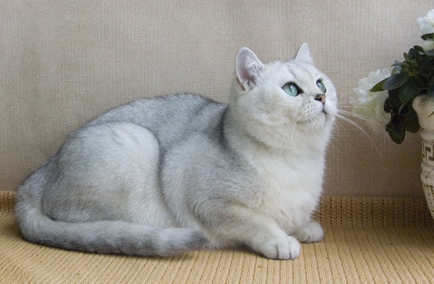 Короткошерстные породы кошек с фото британская короткошерстная