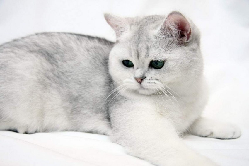 Породы кошек с фотографиями британская короткошерстная кошка