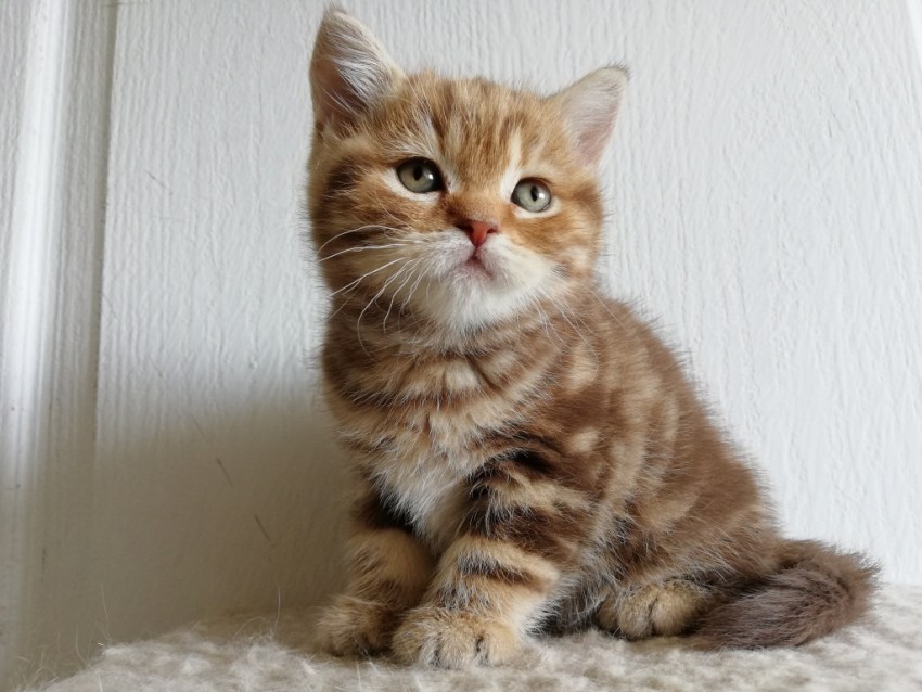 Породы кошек с фотографиями британская короткошерстная кошка