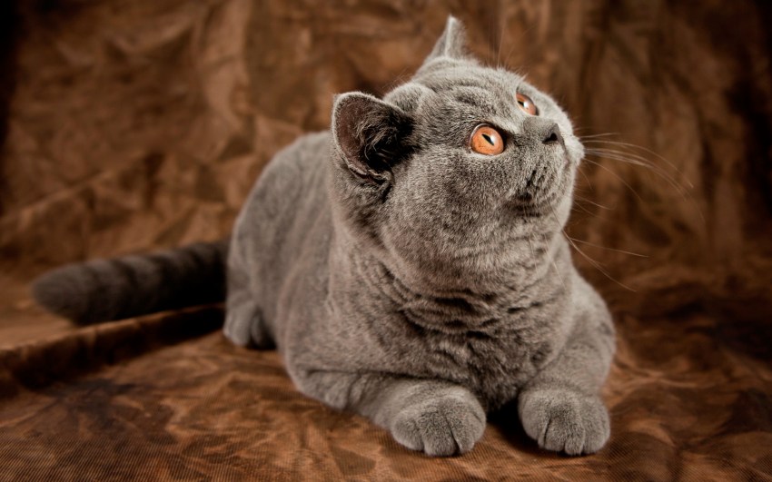 Порода кошек британская короткошерстная фотографии