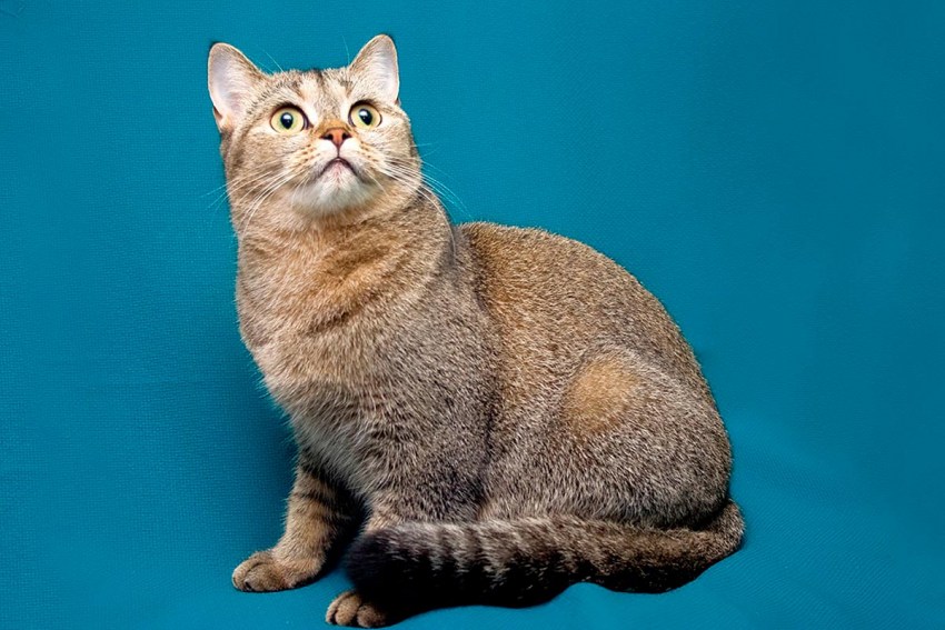 Картинки с кошками британской породы