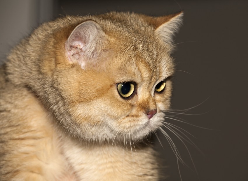 Кошки фото породы английские короткошерстные