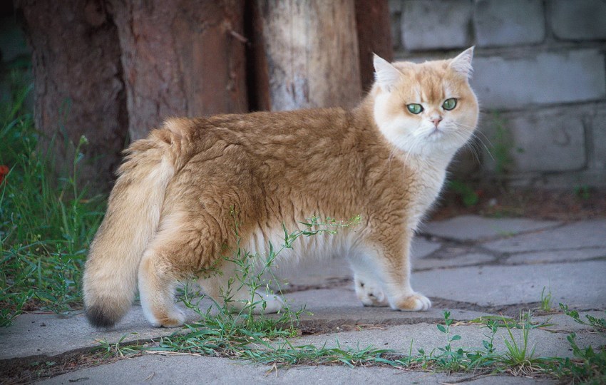 Короткошерстные породы кошек с фото британская короткошерстная