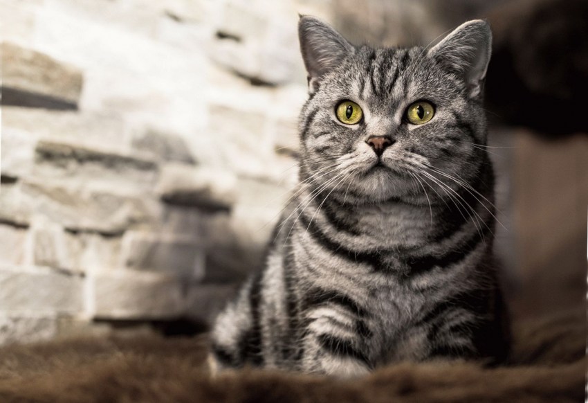 Фото пород кошек британской короткошерстной