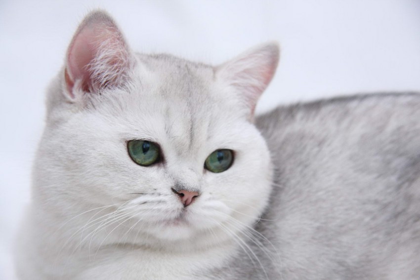 Картинки с кошками британской породы
