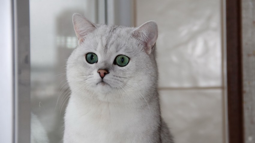 Картинки кошки британской породы фото