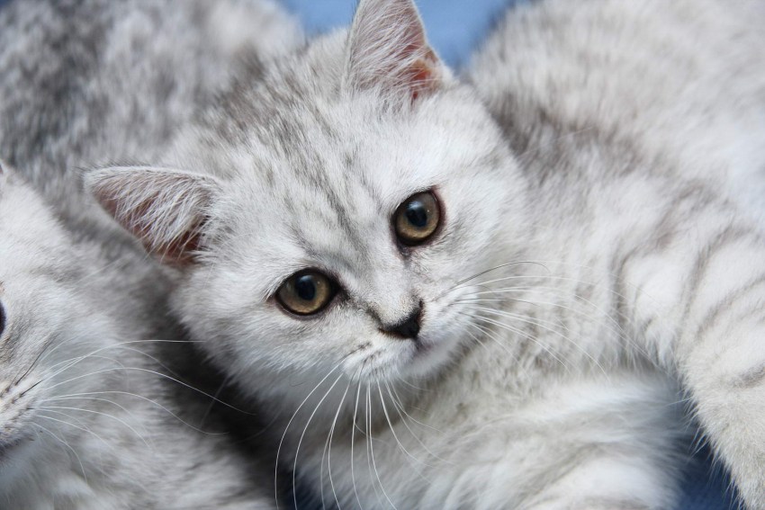 Породы кошек с фотографиями британская короткошерстная кошка thumbnail