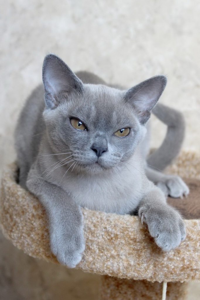 Голубая бурма. Европейская Бурма голубая. Бурманская кошка голубая европейская. Кот Бурма серый.