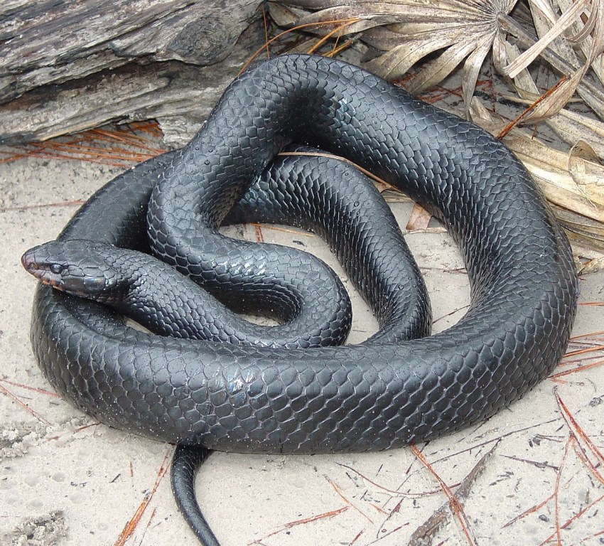 Темно коричневая змея