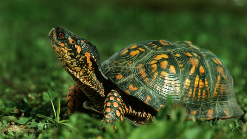 Красноухая черепаха в домашних условиях: содержание, уход, кормление, фото-видео обзор