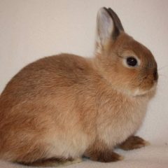 Японский карликовый кролик