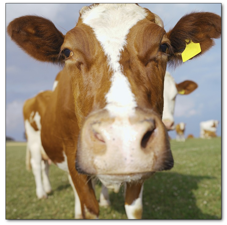 Польза коровы для человека картинка