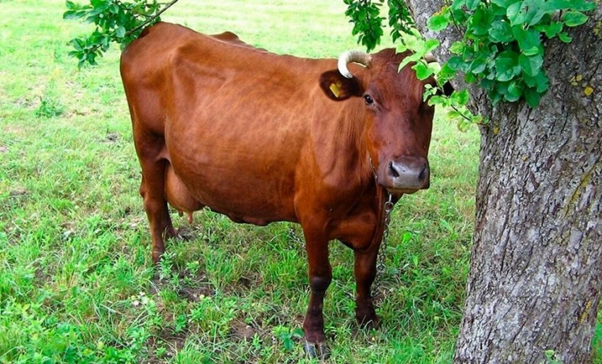 Польза коровы для человека картинка