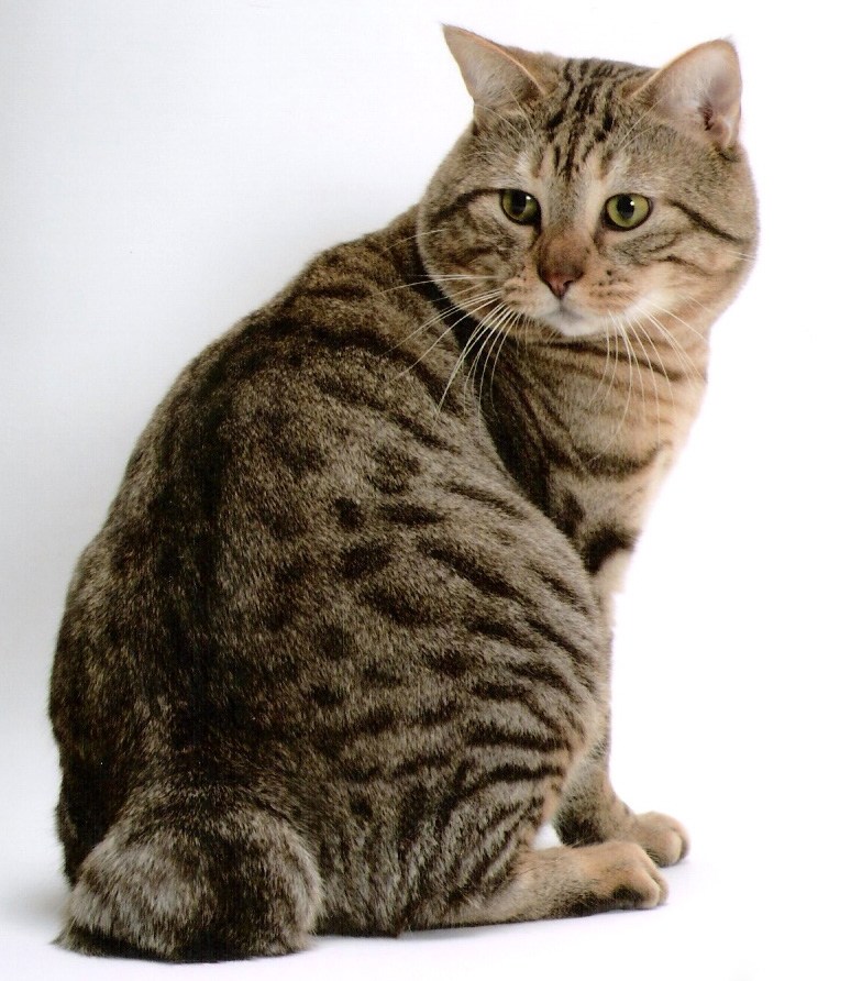 Фото кошек породы бобтейла