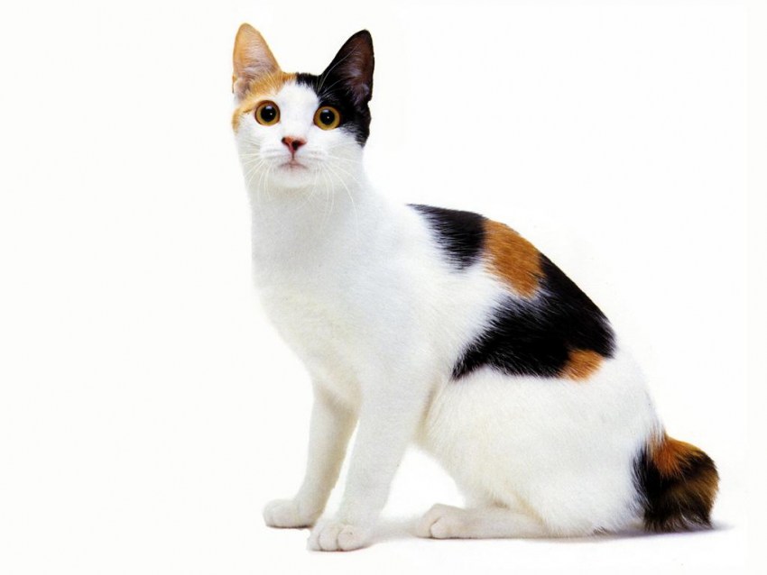 Фотографии кошек породы бобтейл