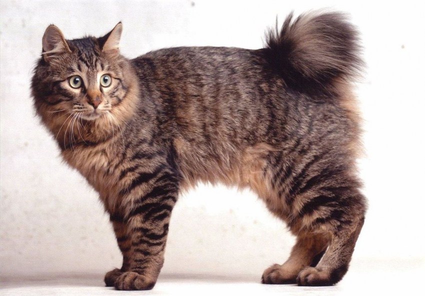 Породы кошек с фотографиями бобтейлы