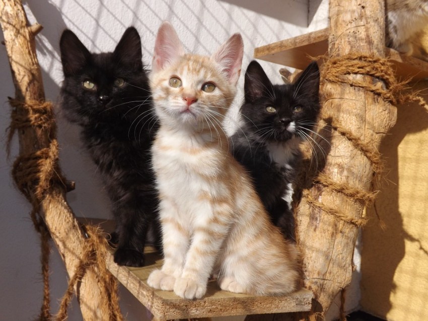 Фото кошек породы бобтейла