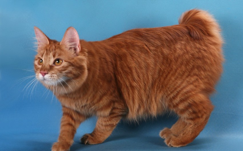 Фото кошек породы короткошерстный бобтейл