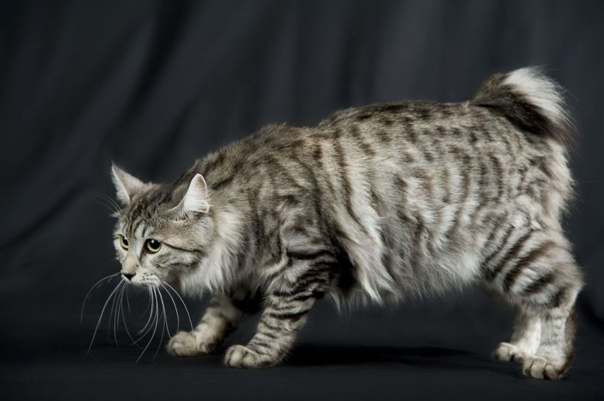 Фотографии кошек породы бобтейл