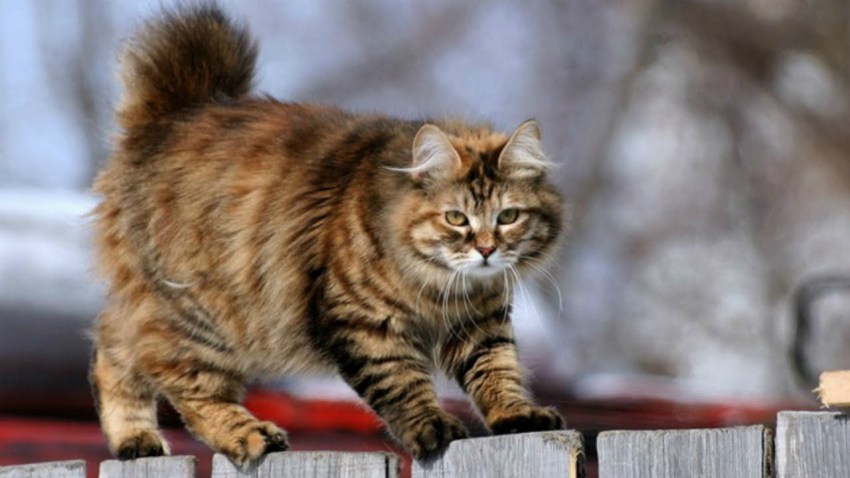 Порода кошек бобтейл фото описание породы