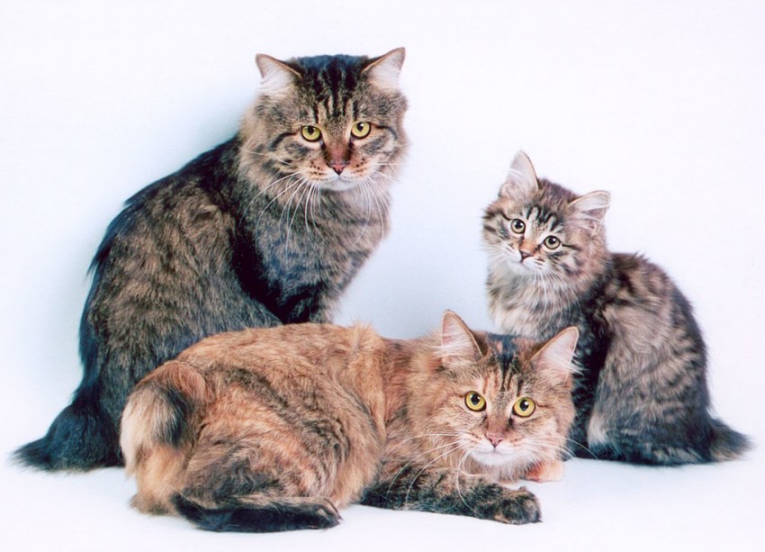 Фото котят и кошек породы бобтейл фото