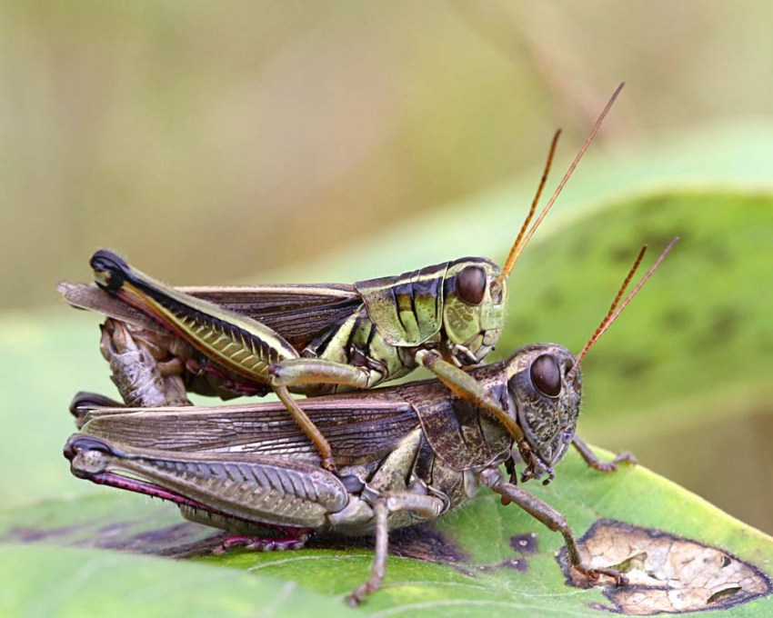 Колорадский жук насекомое. Описание, особенности, образ жизни и среда обитания жука
