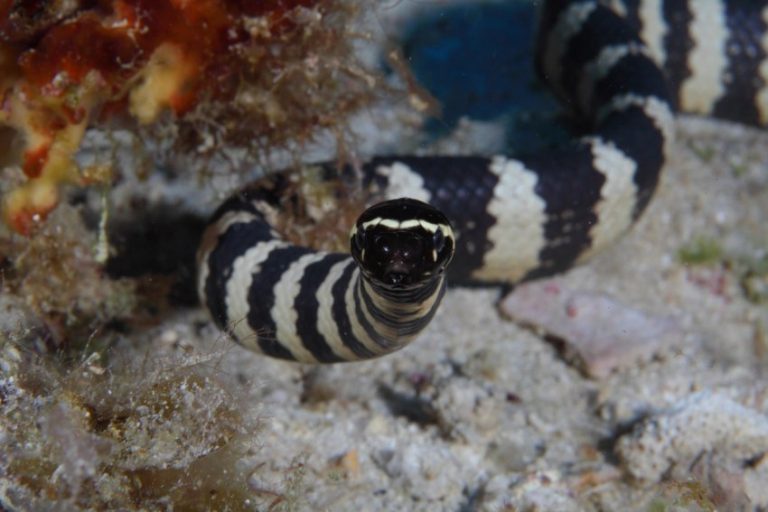 Морская змея фото в красном море