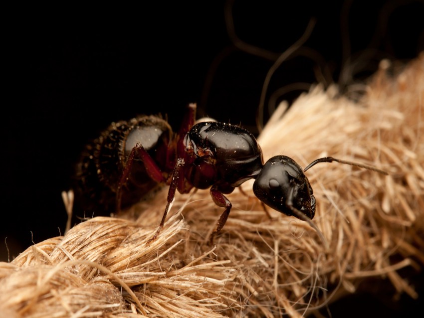 Муравей: среда обитания, образ жизни, питание, касты, интеллект и особенности организации муравейника (80 фото)