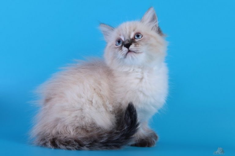 сиамская кошка питание