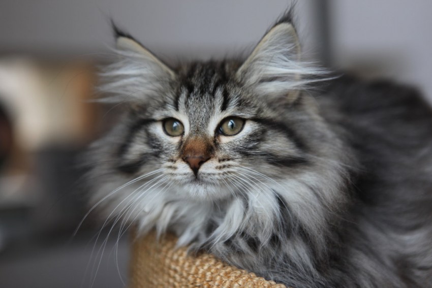 Кошки породы венгерская лесная фото
