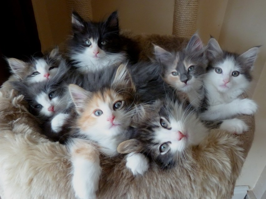 Кошки породы венгерская лесная фото