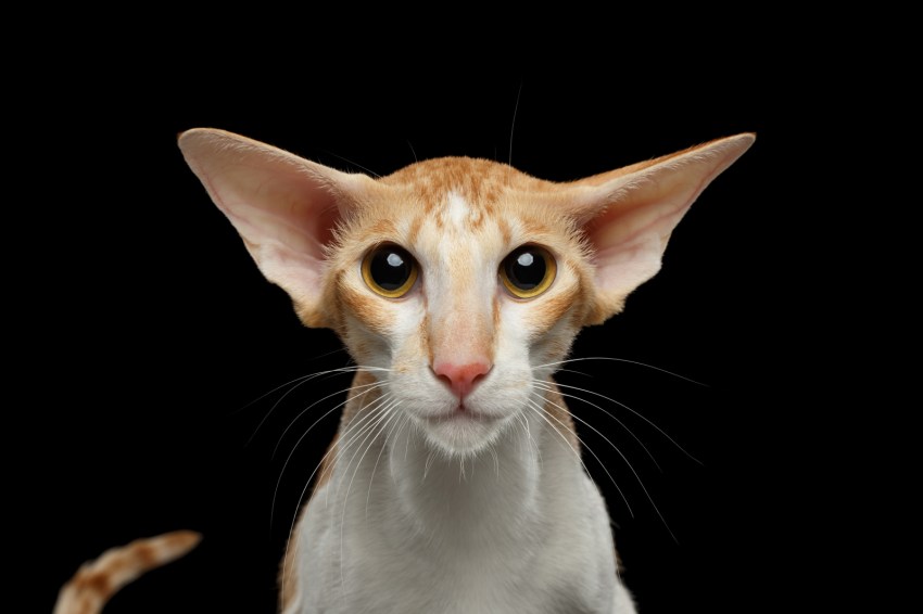 Фото породы кошек ориентальная фото