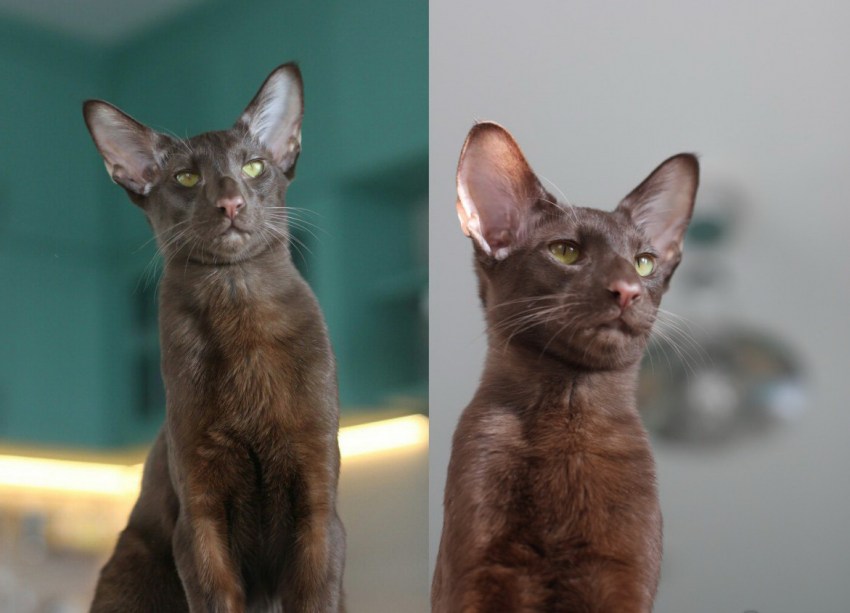 Породы кошек фото ориенталы фото